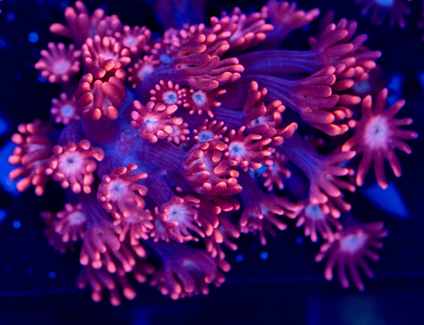 Red Alveopora WYSIWYG