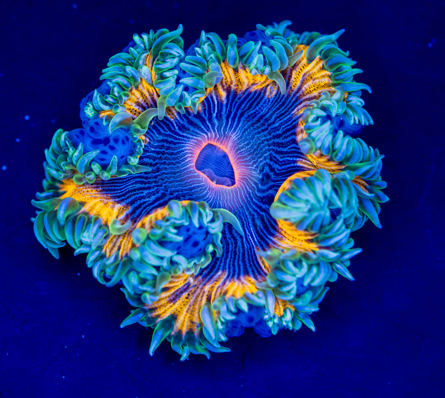 Rock Flower Anemone WYSIWYG 05
