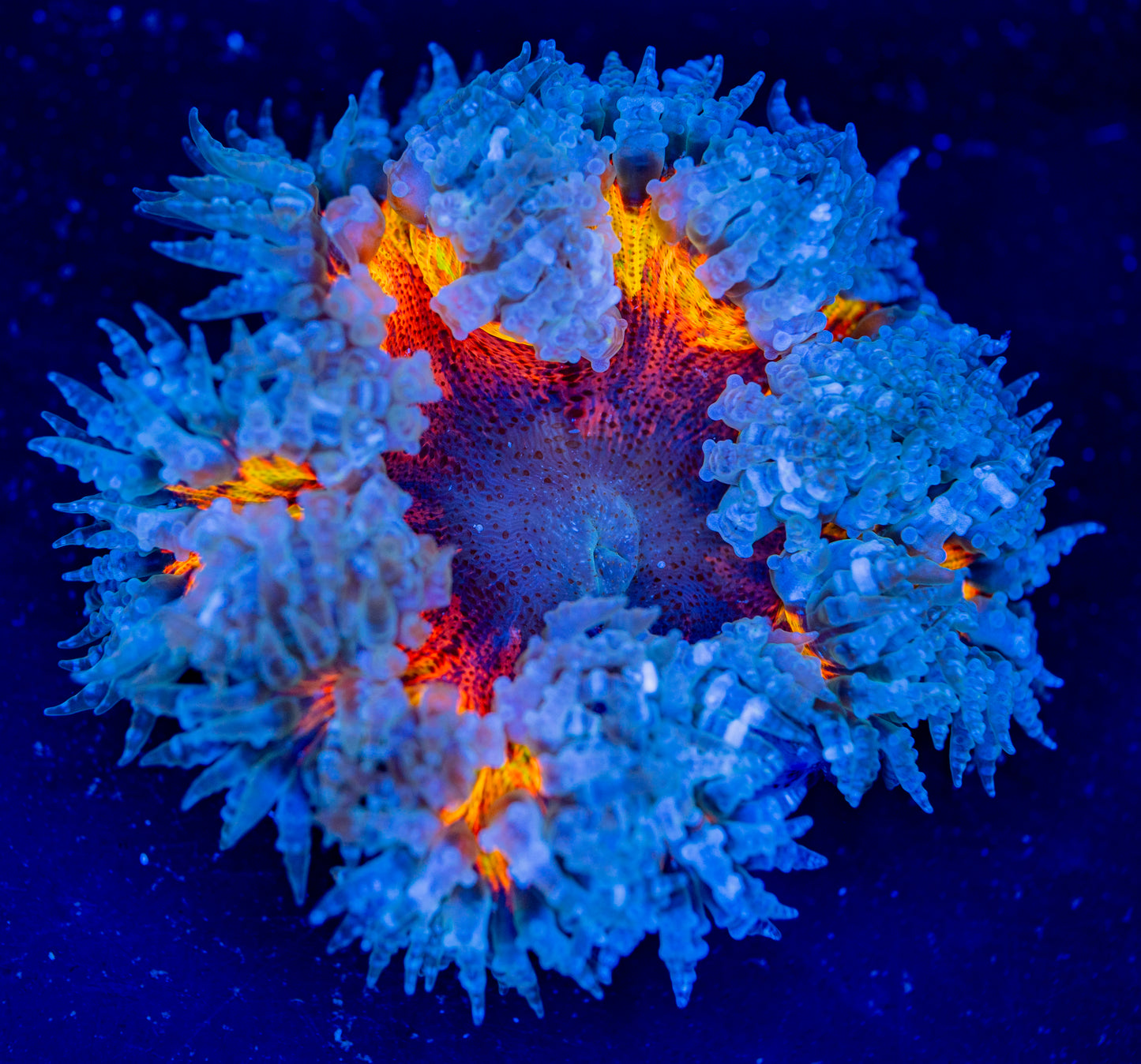 Rock Flower Anemone 030 WYSIWYG