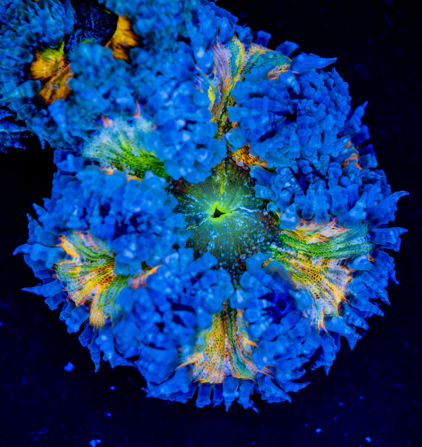 Picasso Rock Flower Anemone 02