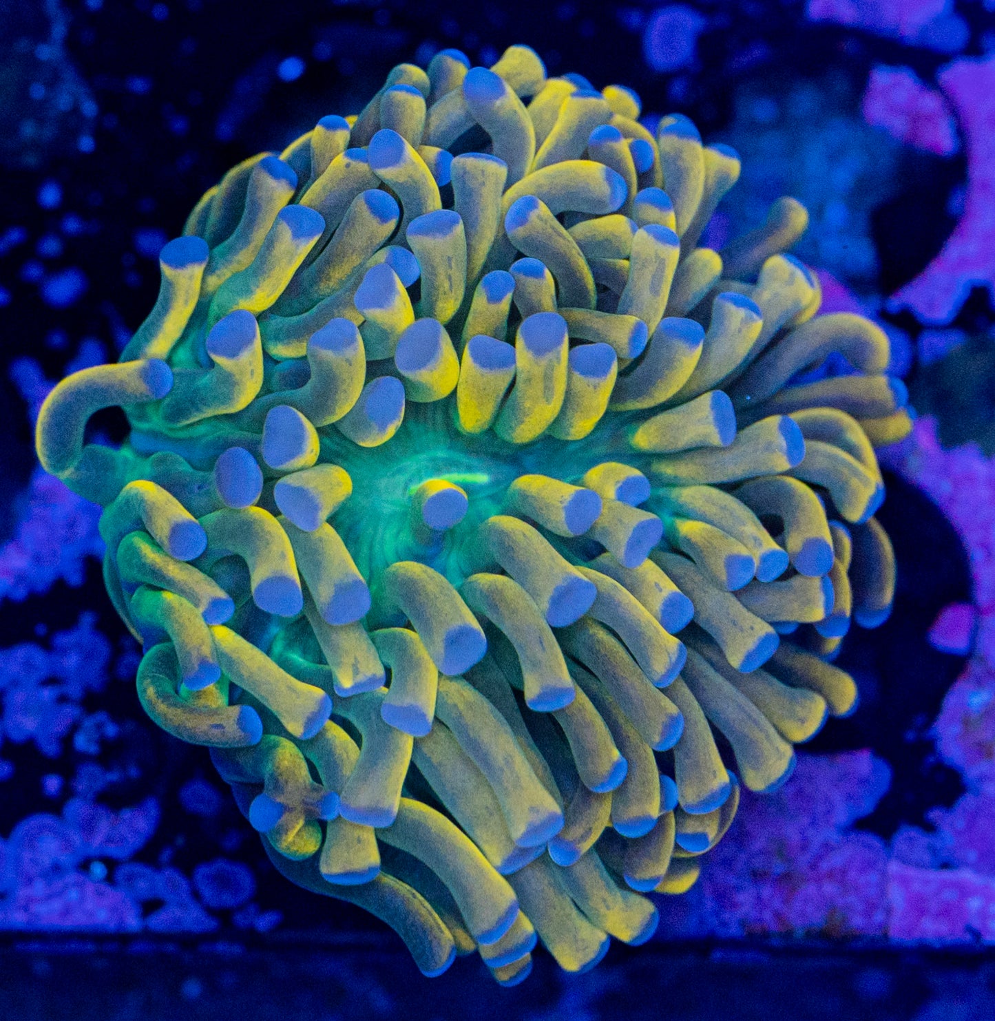 Banana Torch Blue Tips E17 WYSIWYG