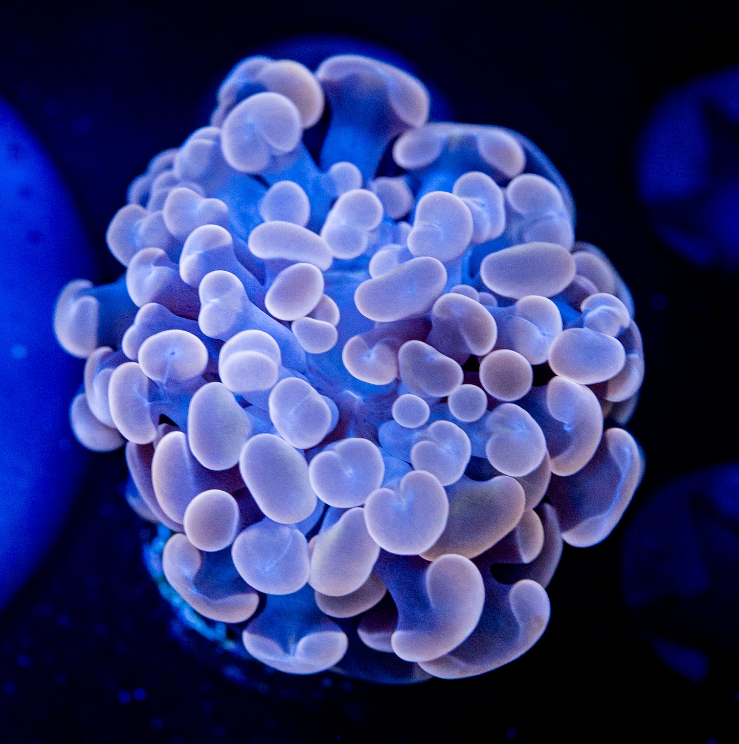 Rose Gold Hammer WYSIWYG 8421