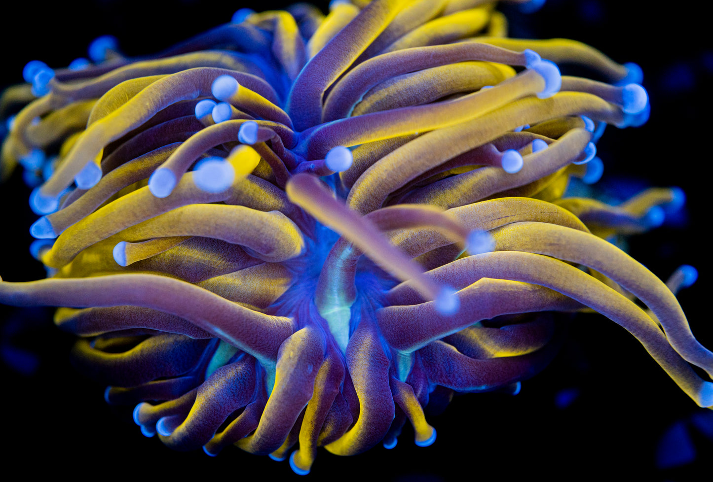 24K Gold Torch Variant WYSIWYG 8441