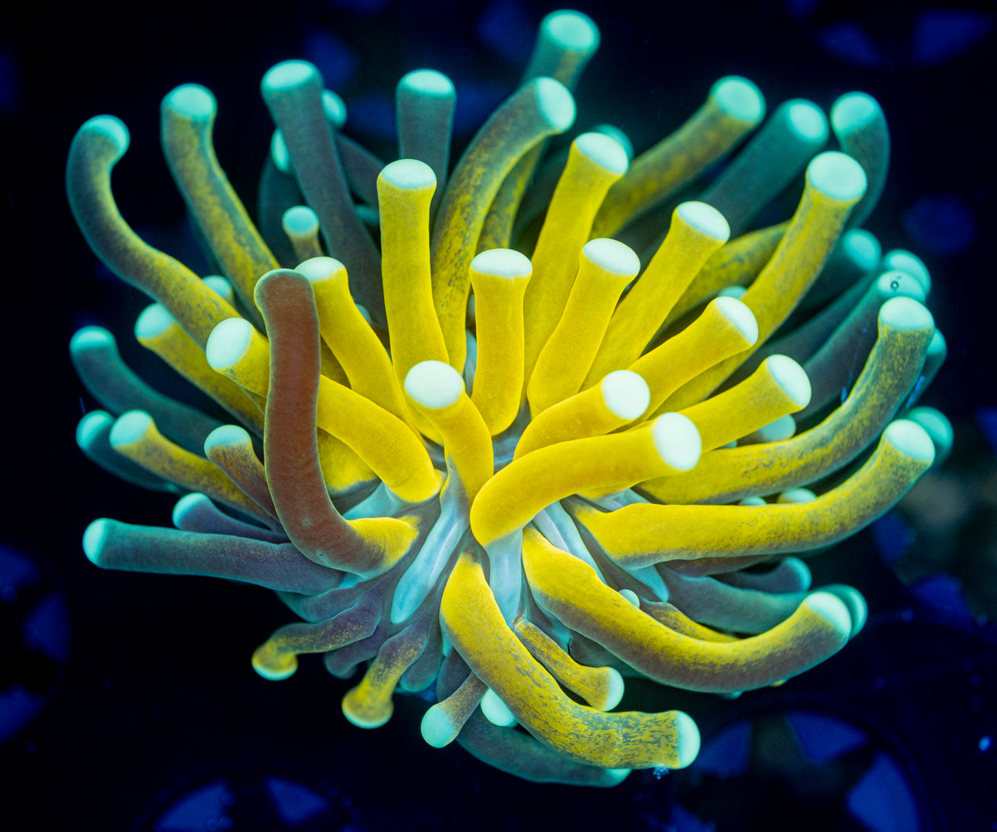 Tiger Torch - WYSIWYG 8471