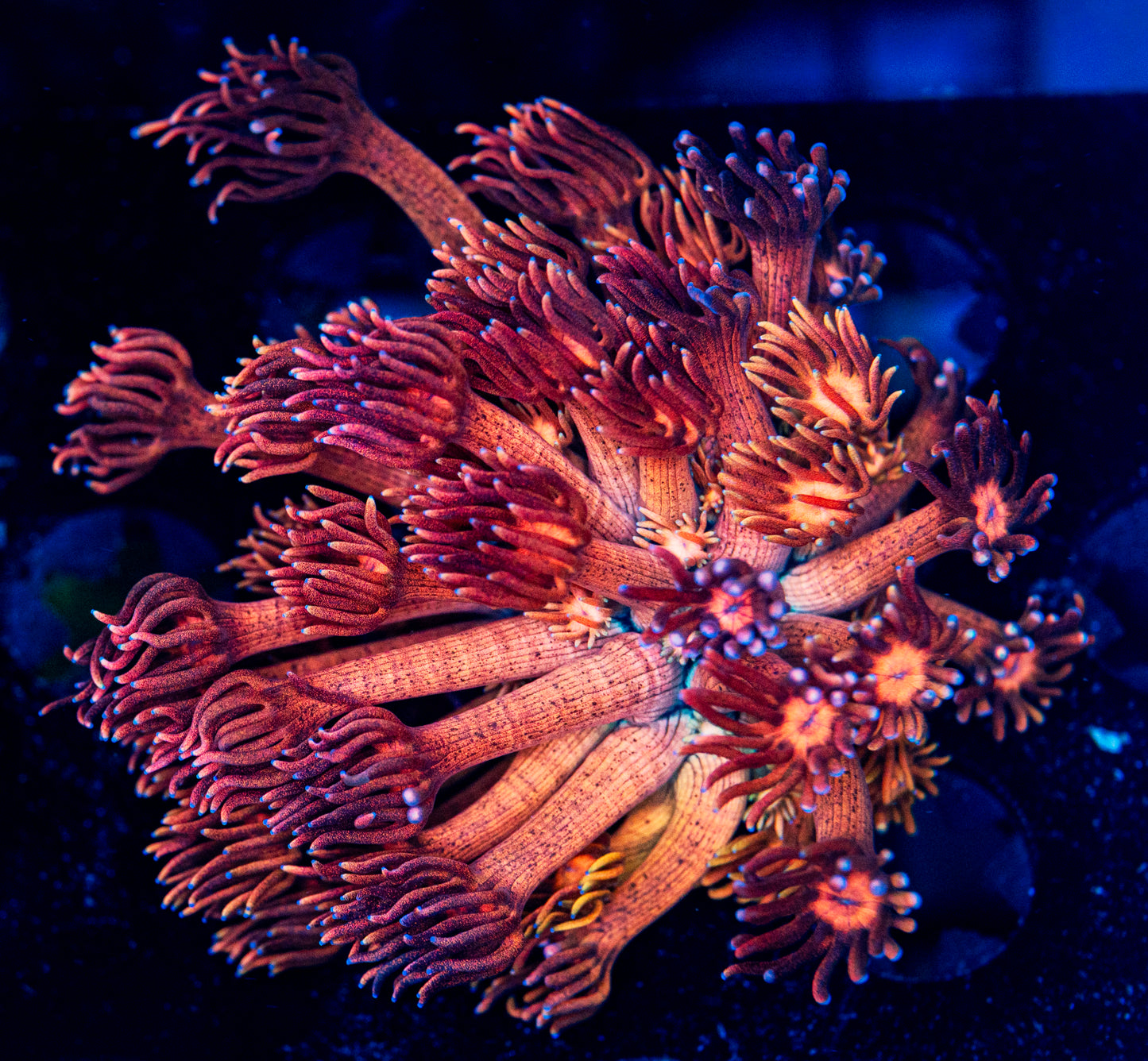 Fire Dragon Goni WYSIWYG 8518