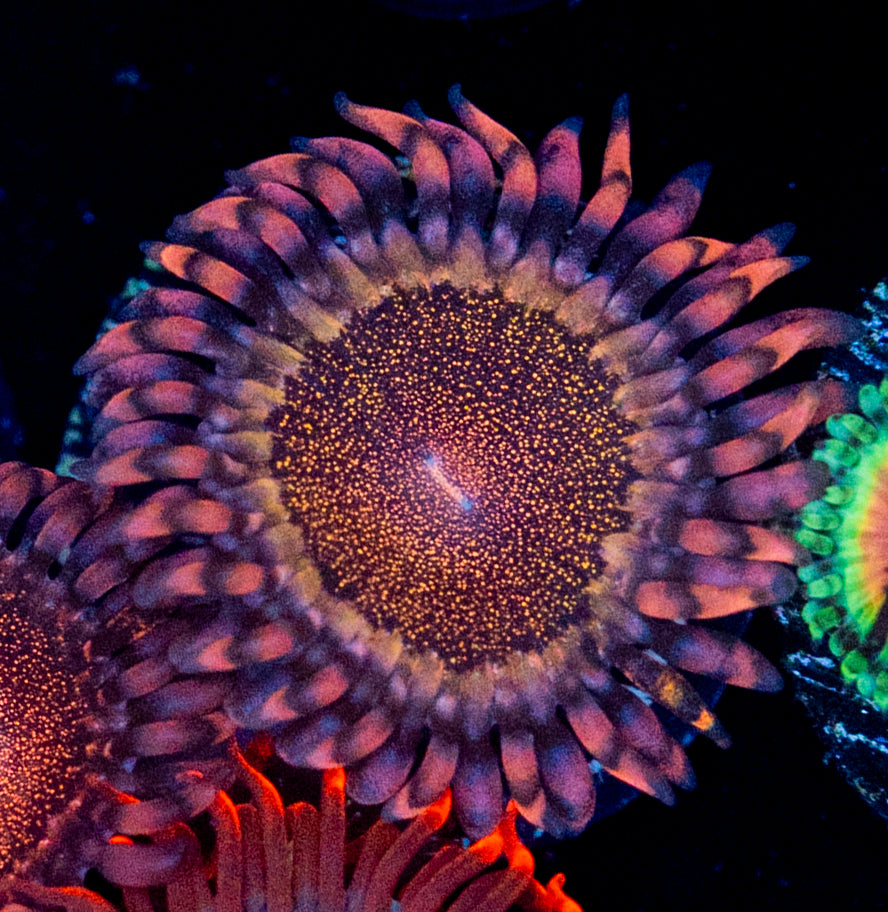 RAS Bougie Zoa WYSIWYG 8603