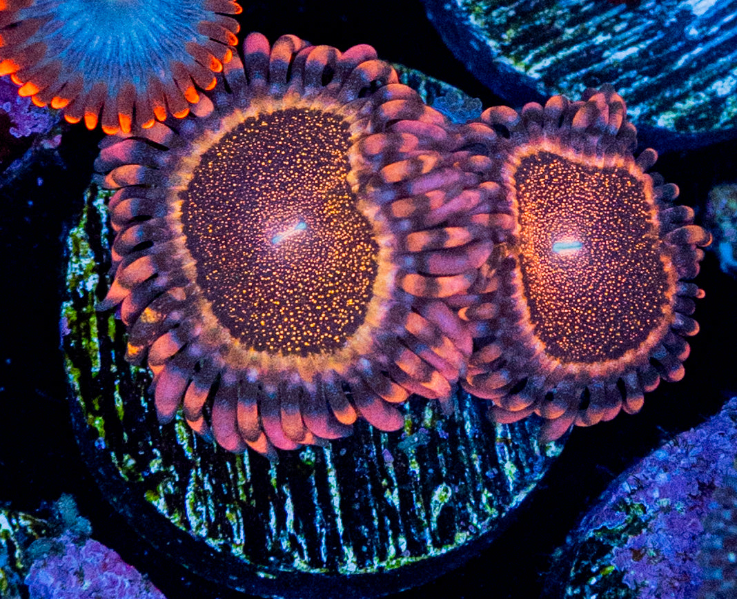 RAS Bougie Zoa WYSIWYG 8604