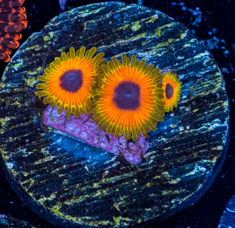Great Owl Zoas WYSIWYG 8608