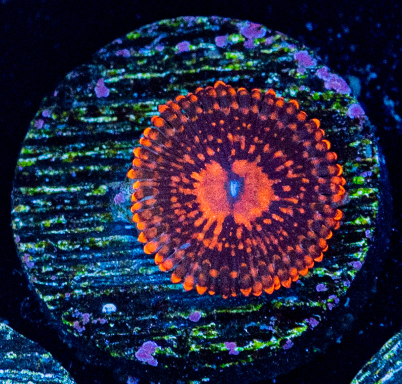 RAS Rainbow Maul WYSIWYG 8609