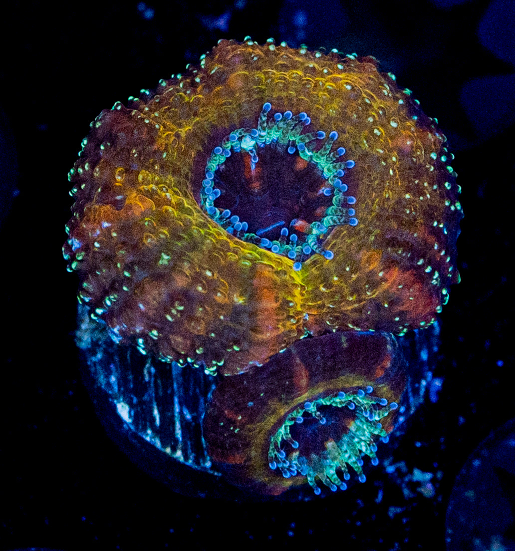 RAS Night Sky Acan WYSIWYG 8616