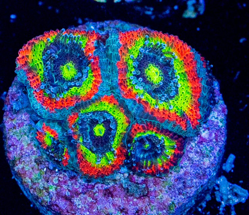 BigR Holy Grail Micro WYSIWYG 8619