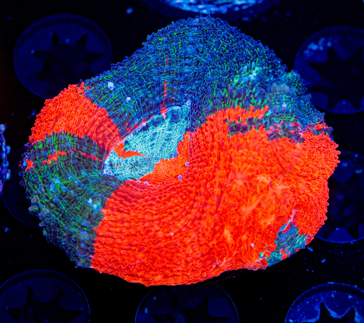 RAS Bleeding Apple Bowerbanki WYSIWYG 8620