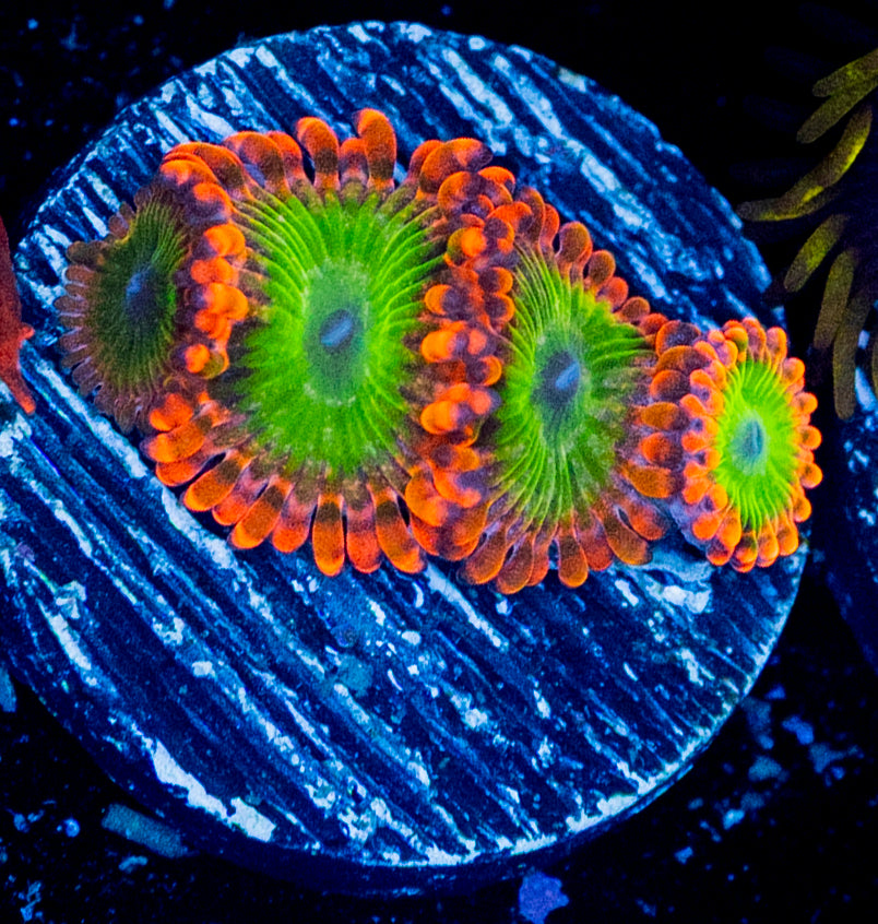 Electric Oommpa Loompa Zoas WYSIWYG 8628