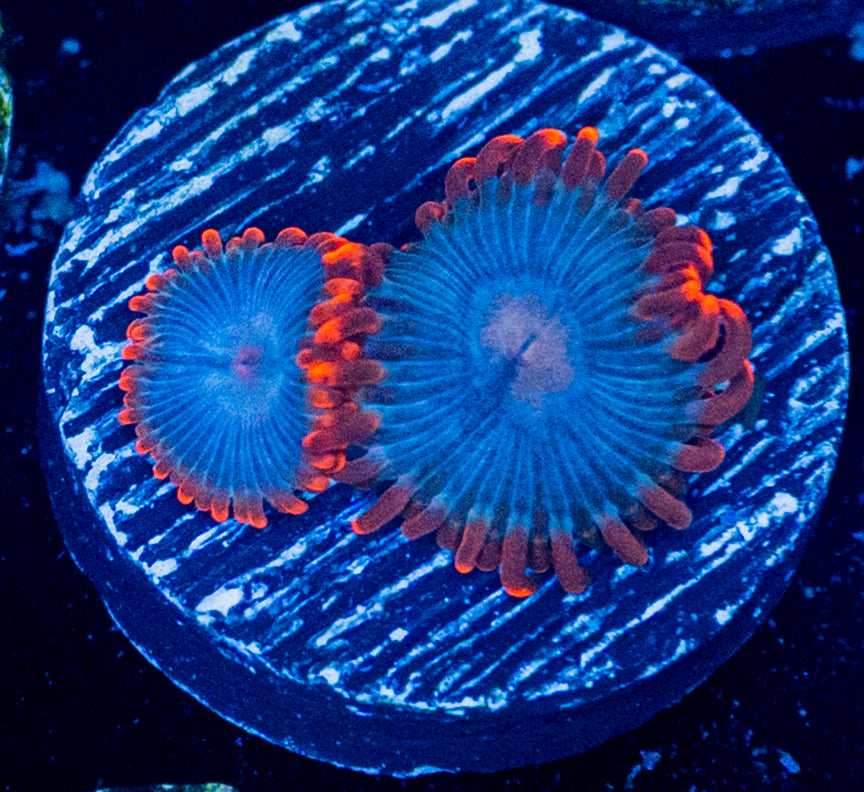 RAS Gator Zoa WYSIWYG 8629