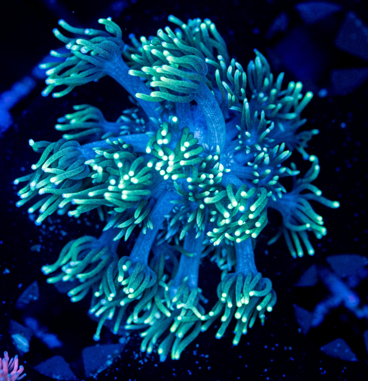 RAS Green Goblin Goni WYSIWYG 8640