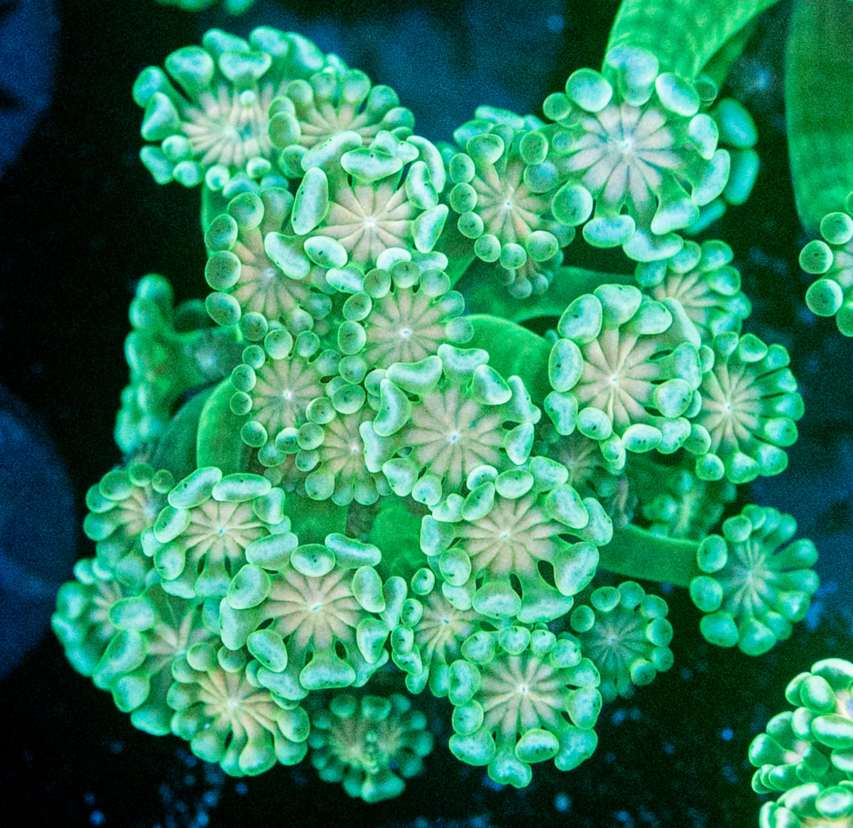 RAS Zombie Eye Alveopora WYSIWYG 8661