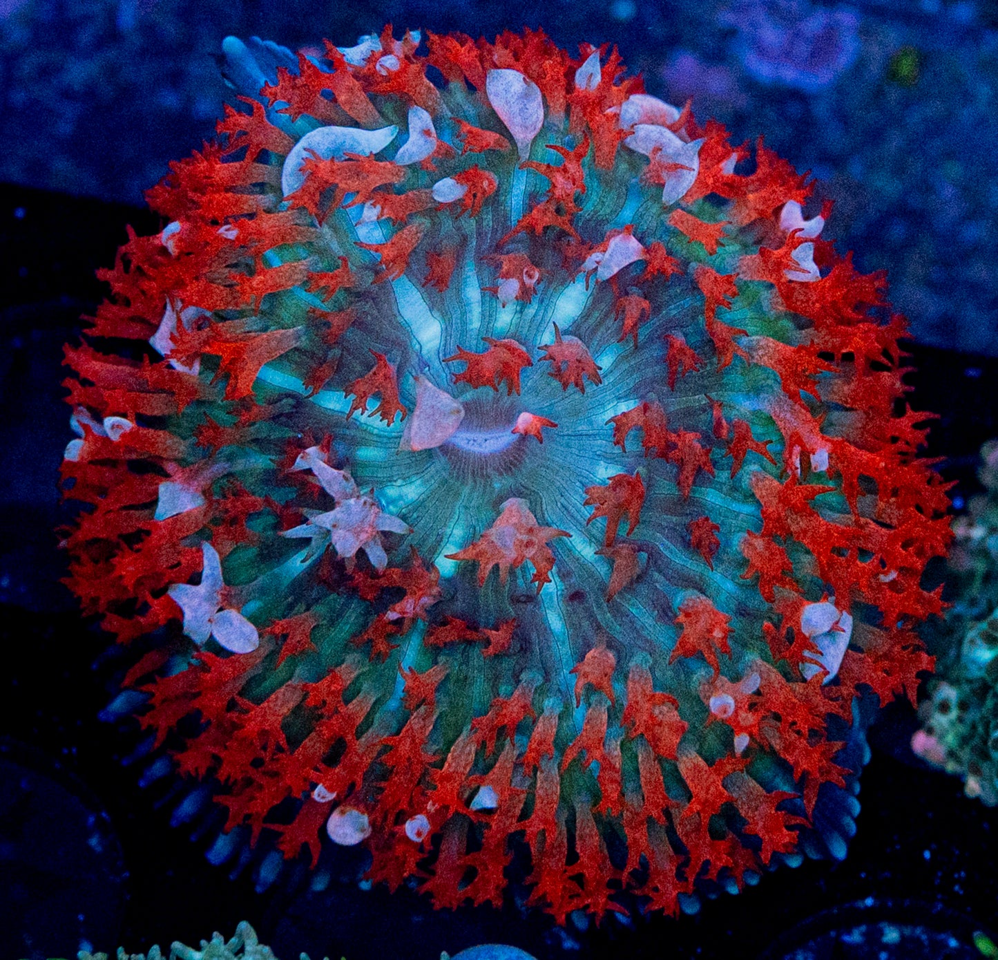 St. Thomas Mushroom WYSIWYG 8678