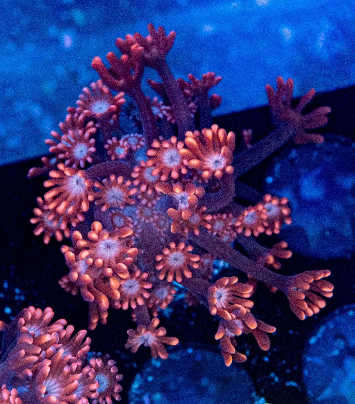 RAS Maestro Fuego Alveopora WYSIWYG 8679 (RARE RED Alveopora)