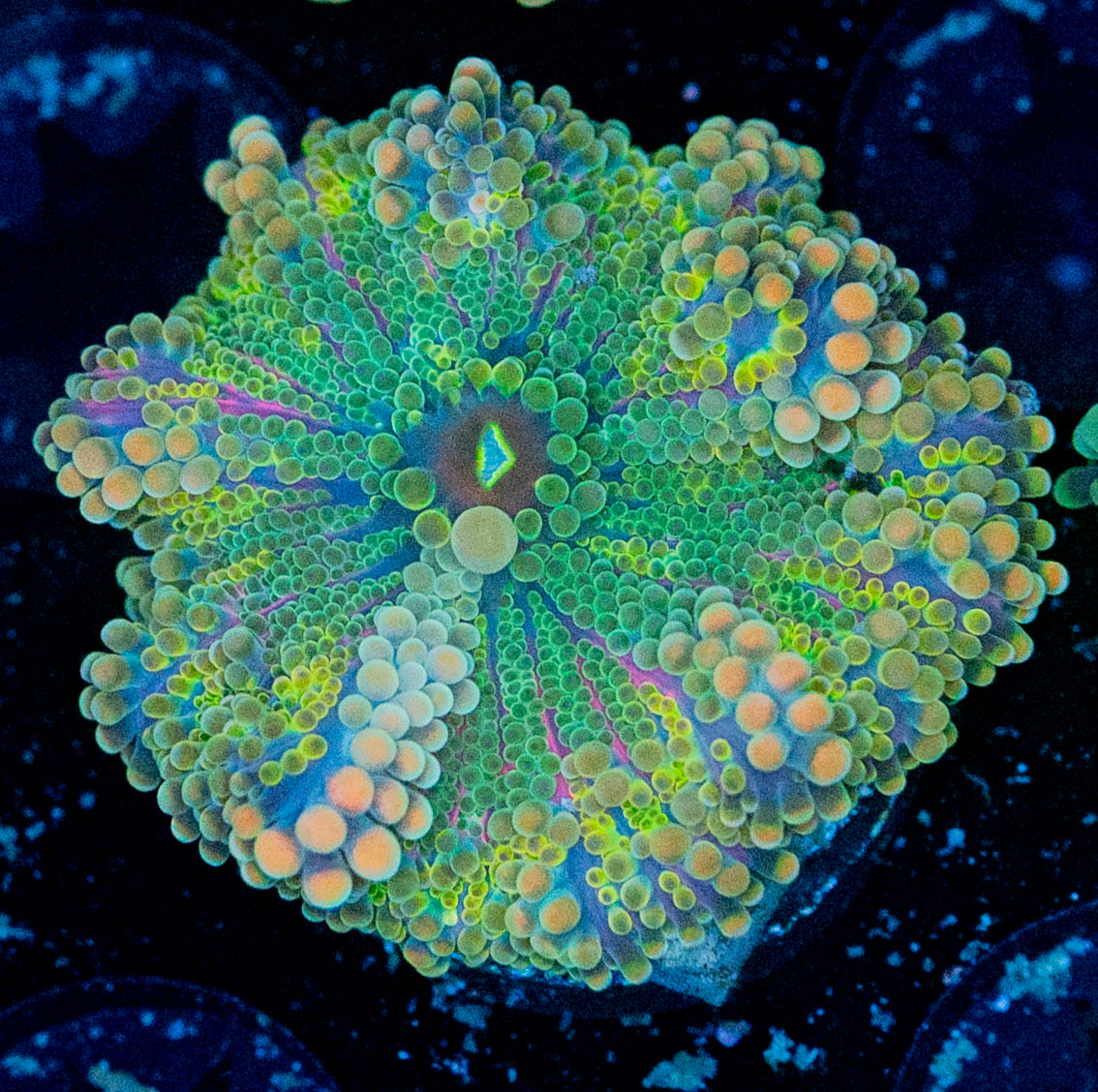 Rainbow Ricordea Yuma WYSIWYG 8685