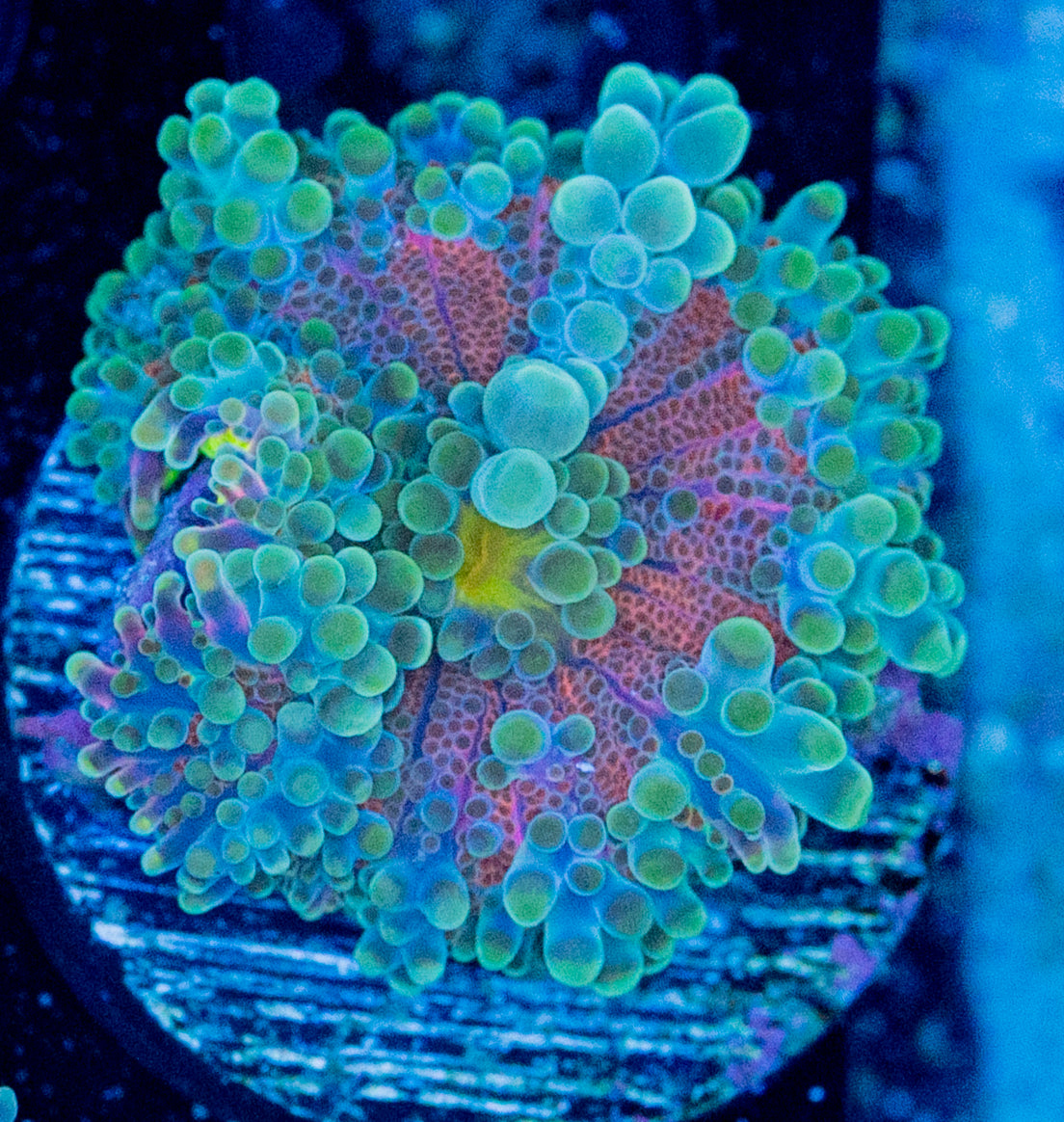 Ricordea Yuma WYSIWYG 8690