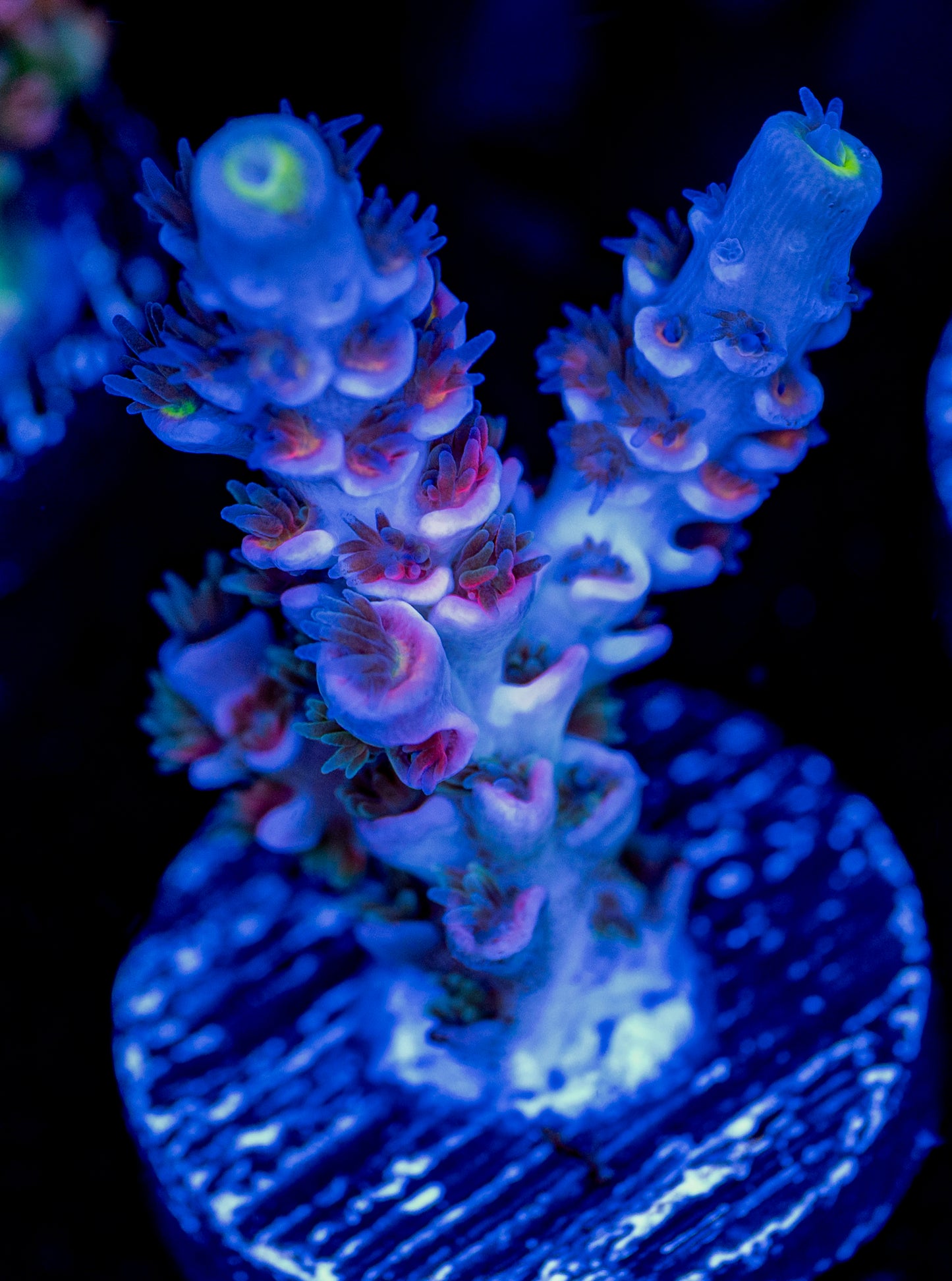 RAS Japanese Blossom WYSIWYG 01