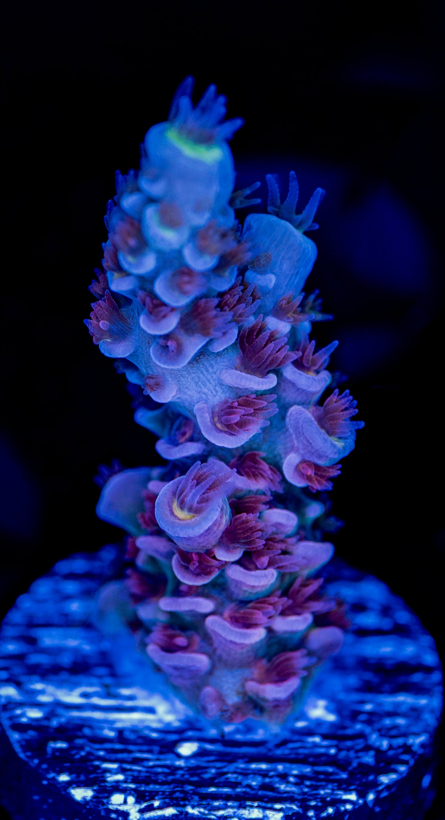 Paradise Tenuis WYSIWYG 01