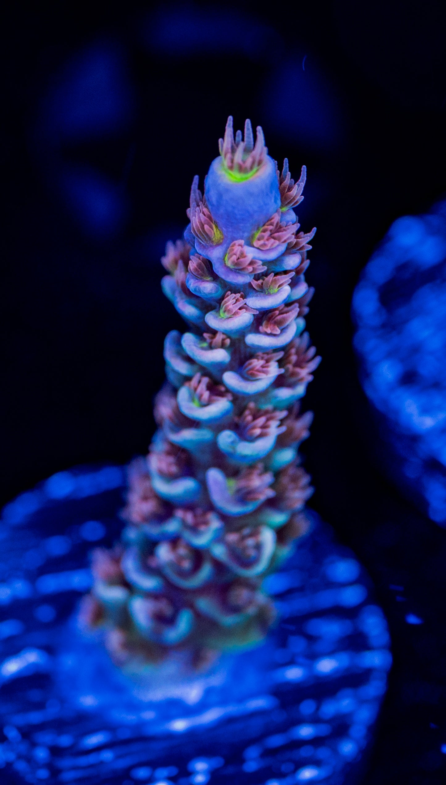 RAS Candy Machine WYSIWYG 01