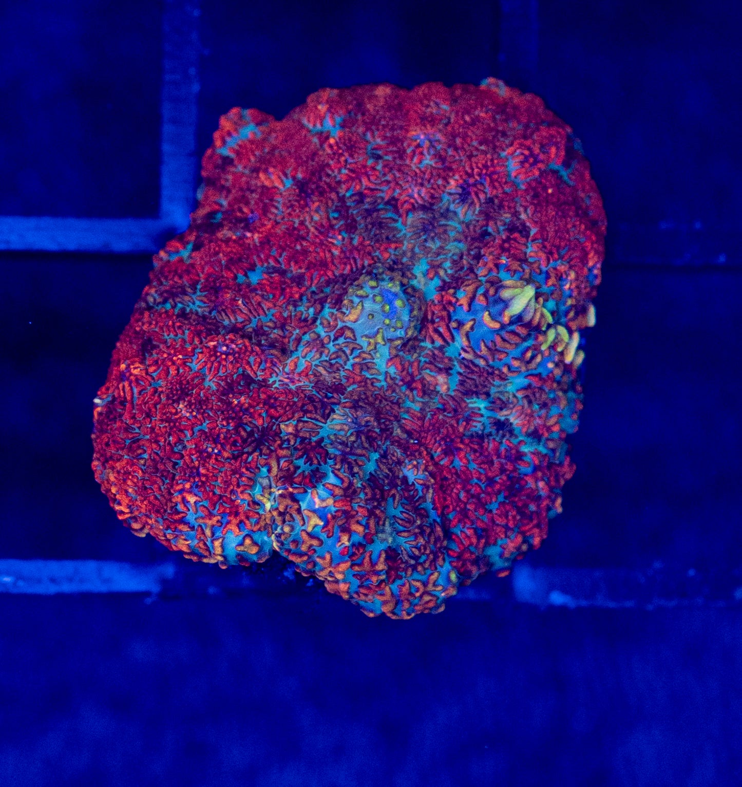 E04B MUSHROOM