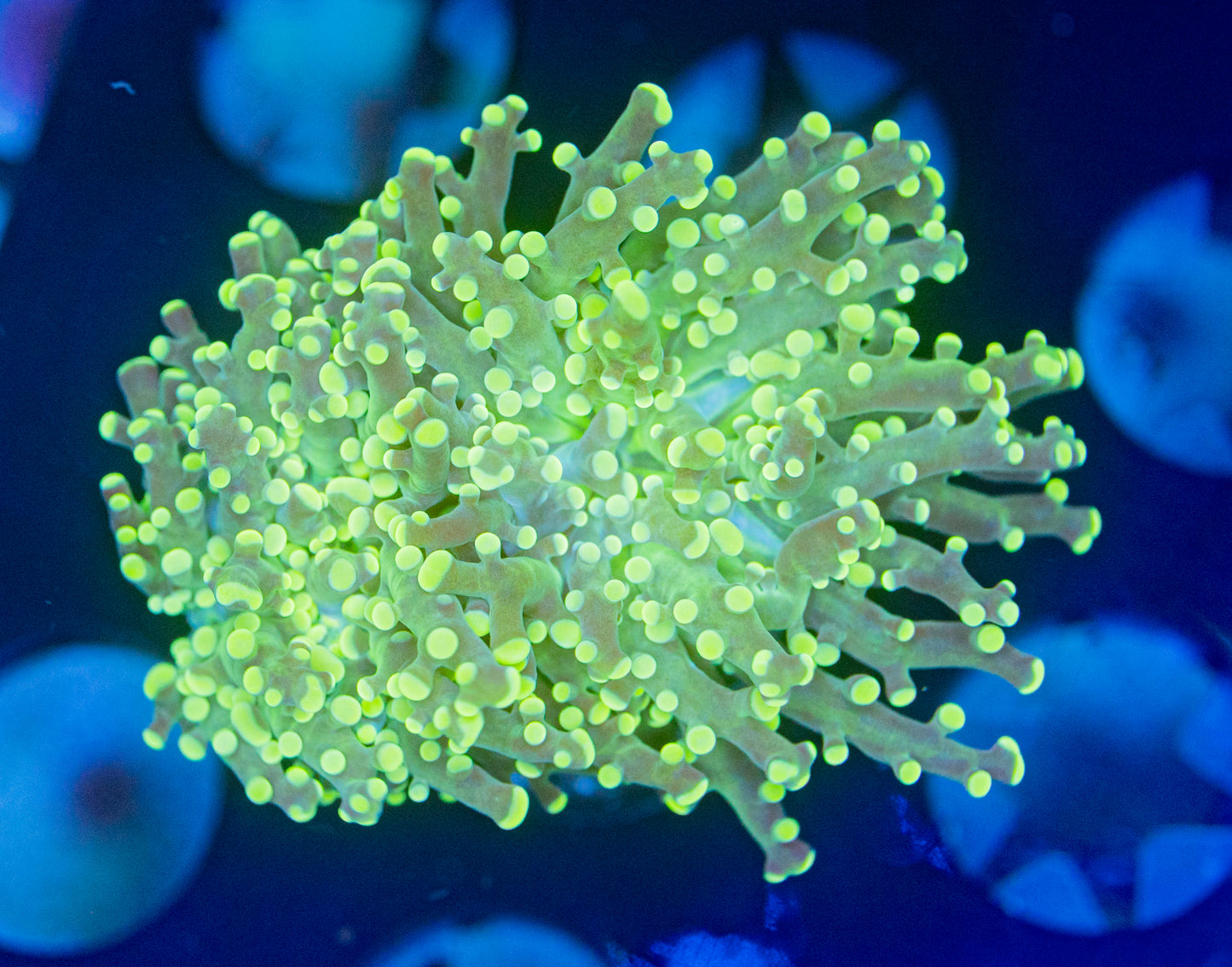 Neon Yellow octospawn