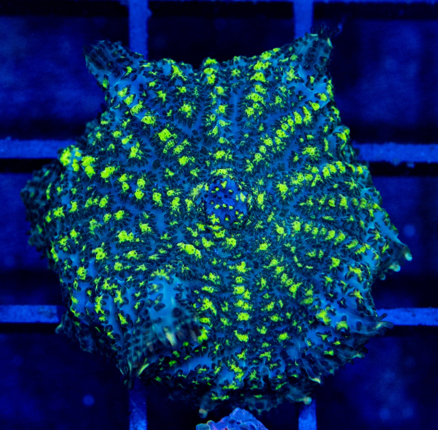 E09 B URANIUM BOUNCE