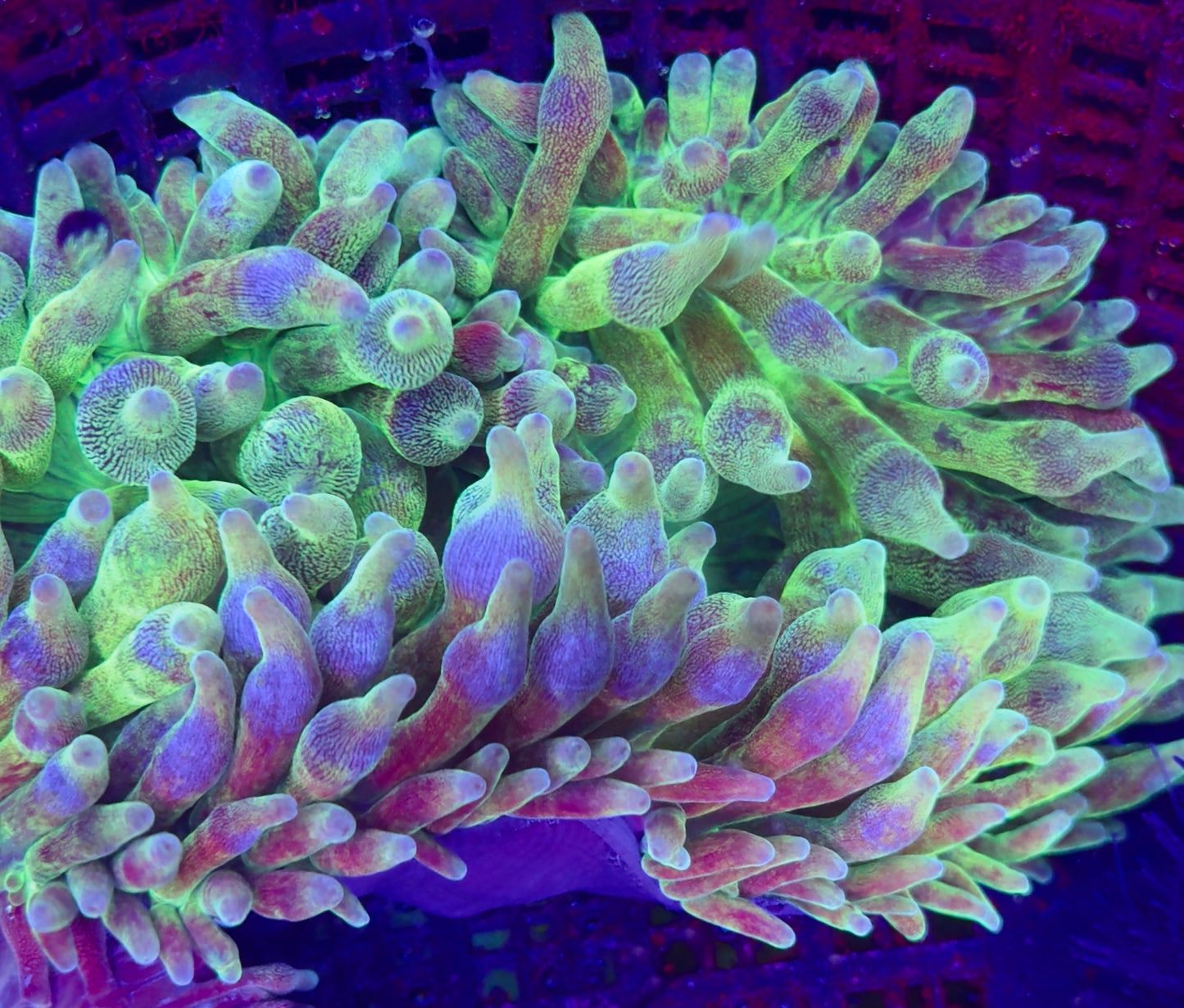 Bubble tips anemone