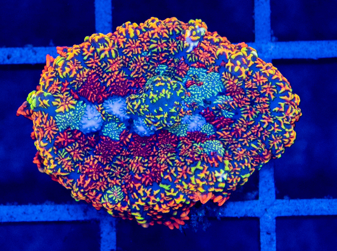 E12B Picasso Rhodactis MUSHROOM