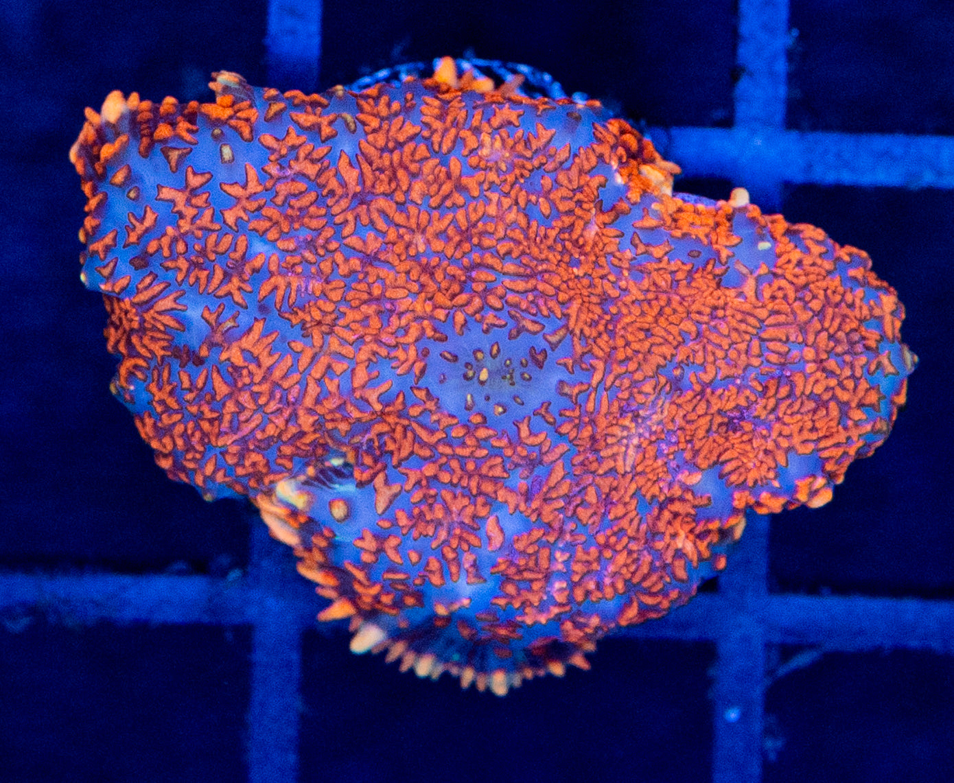 E19 B RHODACTIS MUSHROOM - SPECIAL ITEM