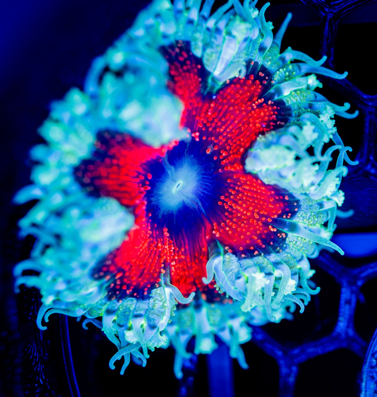 E39 ROCK FLOWER