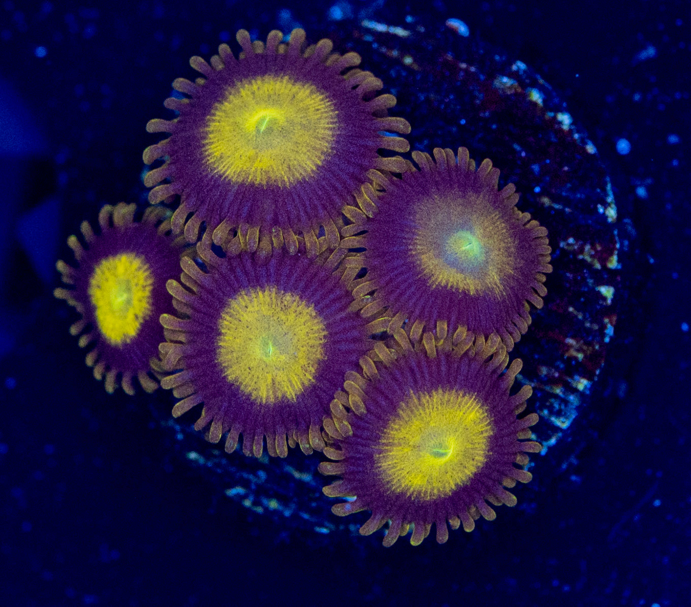 E40 KING MIDAS ZOA