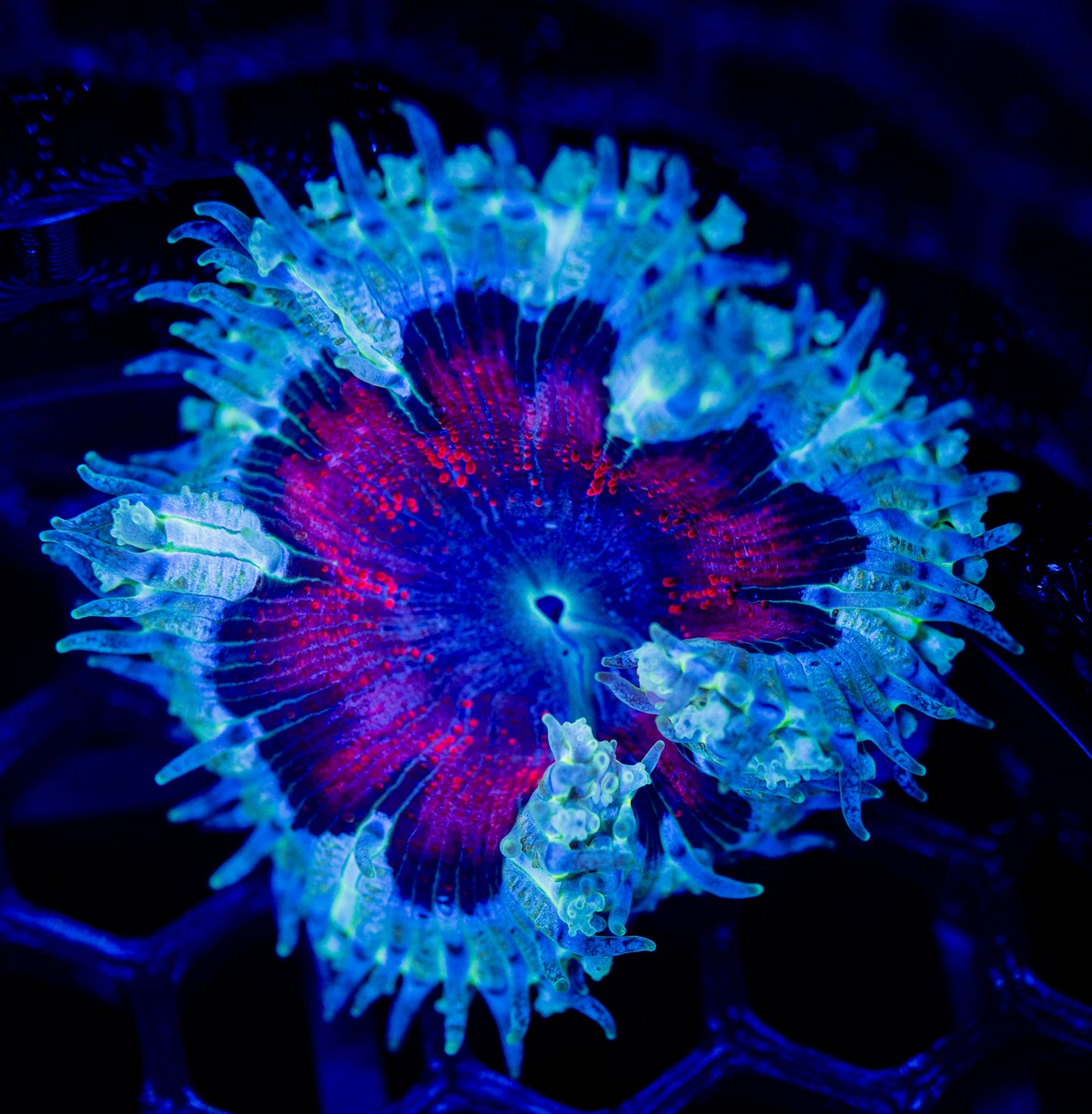 E41 ROCK FLOWER