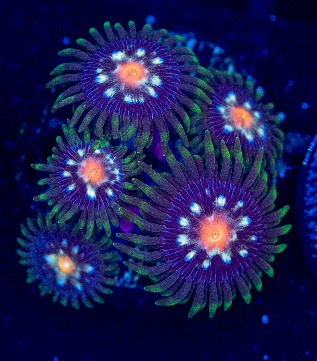 E46 ZOA