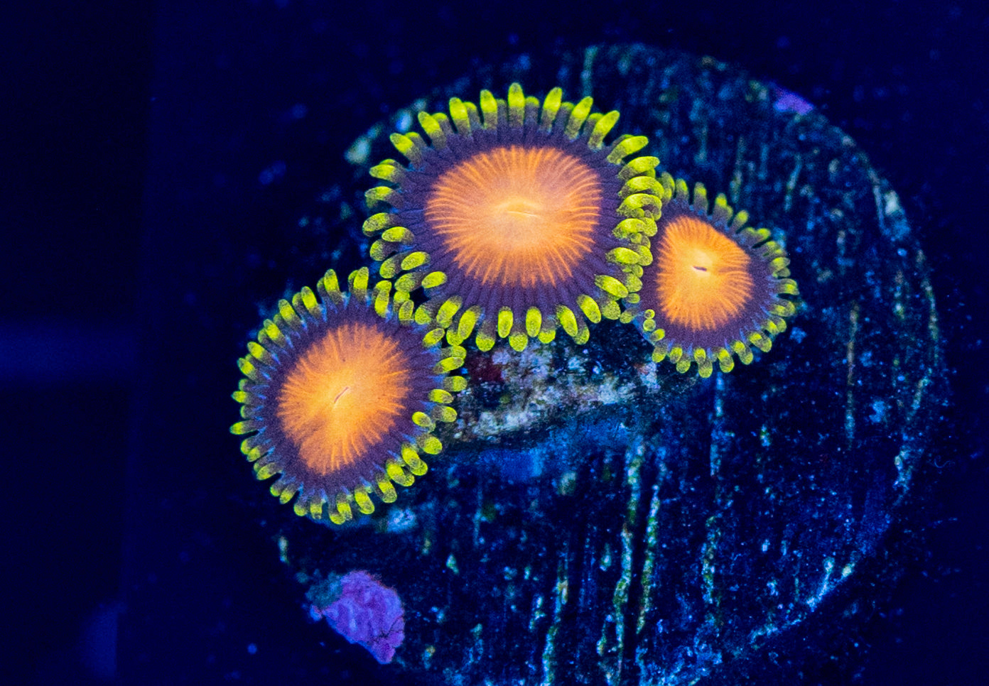 E47 ZOA