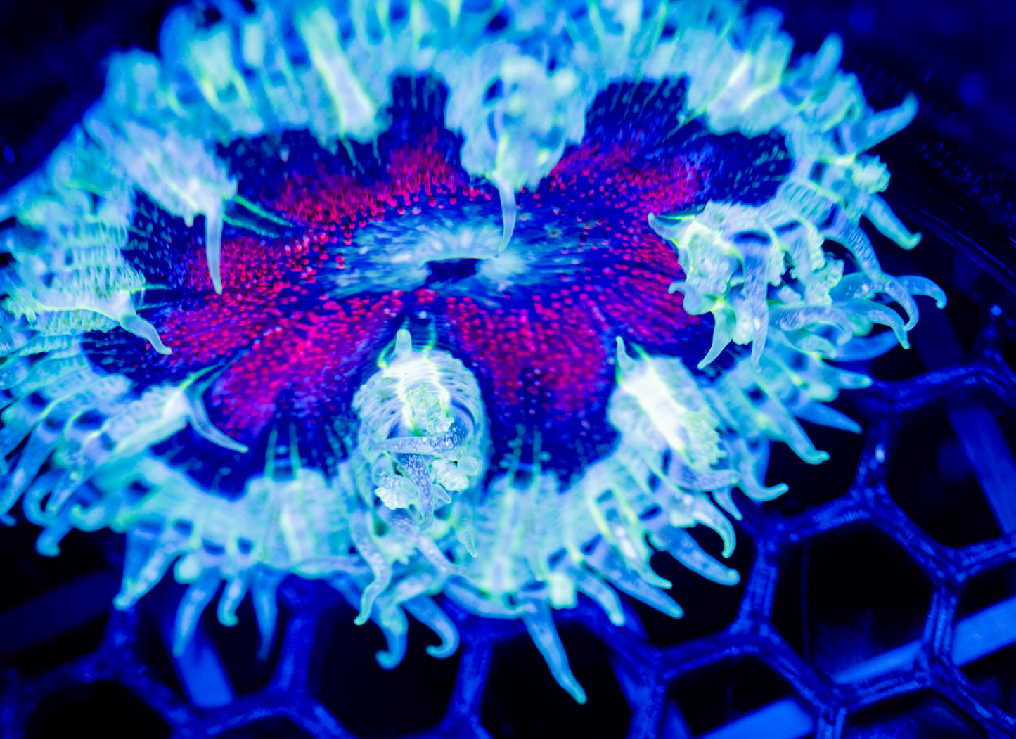 E54 ROCK FLOWER
