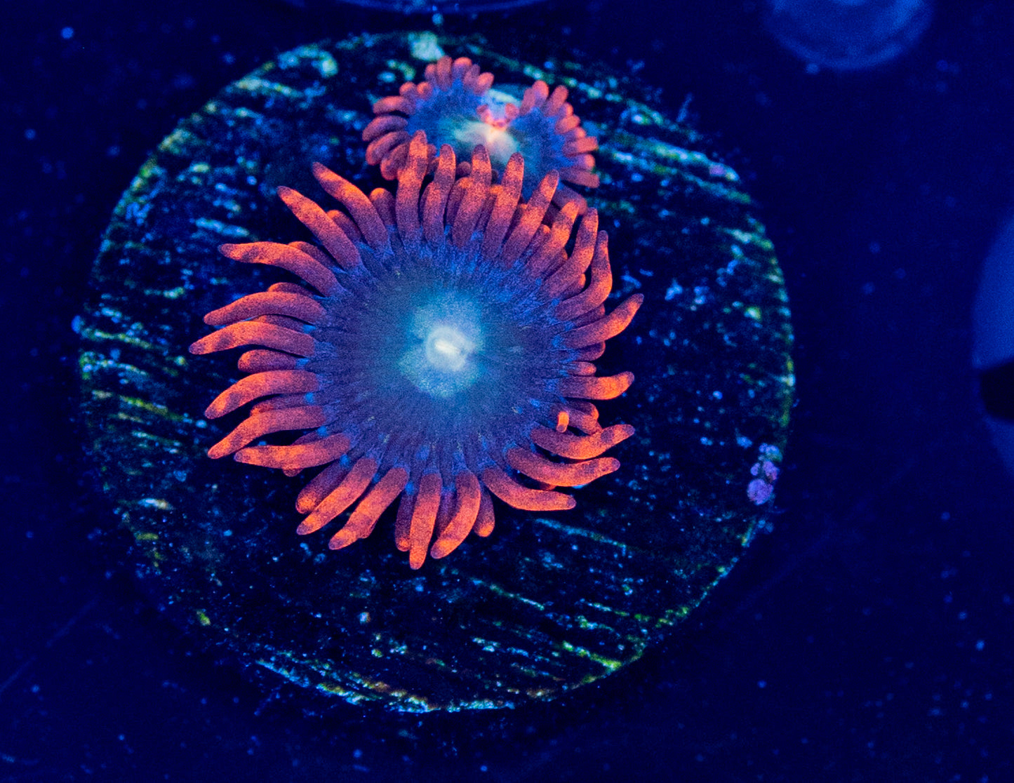 E59 ZOA
