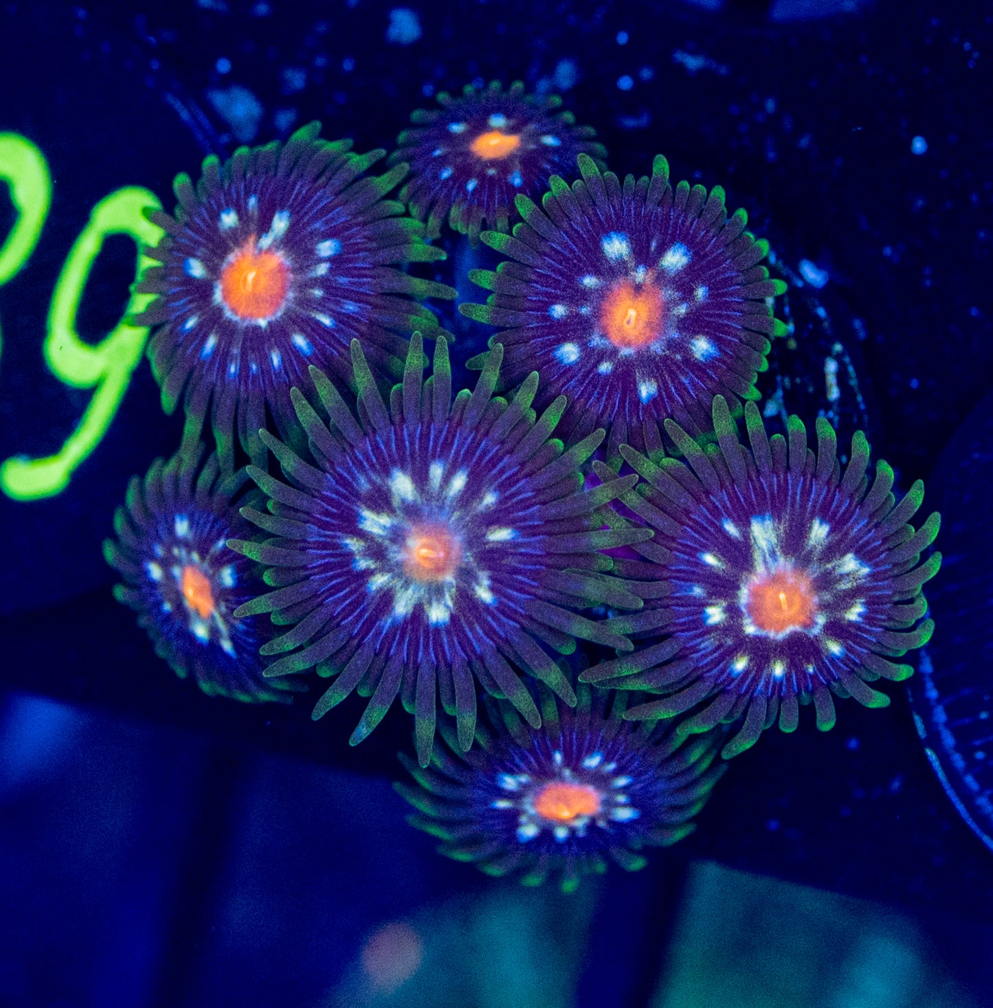 E61 ZOA DAISY CUTTER