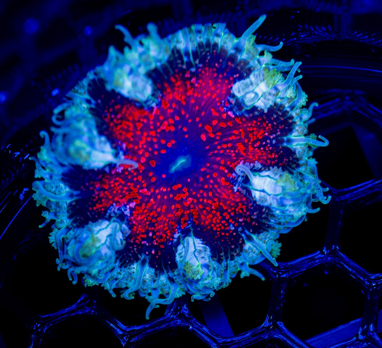 E63 ROCK FLOWER
