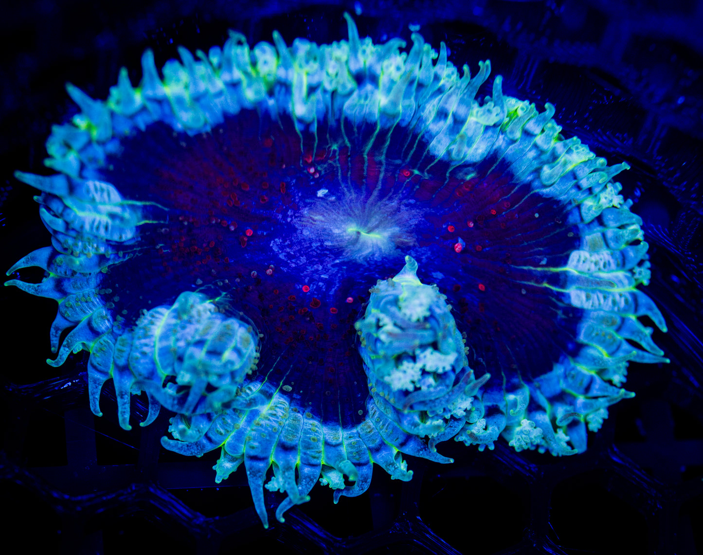 E67 ROCK FLOWER