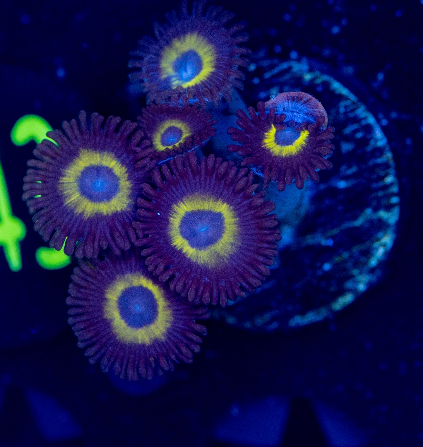 E68 ZOA
