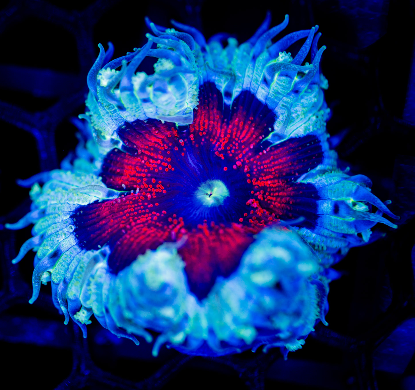 E69 ROCK FLOWER