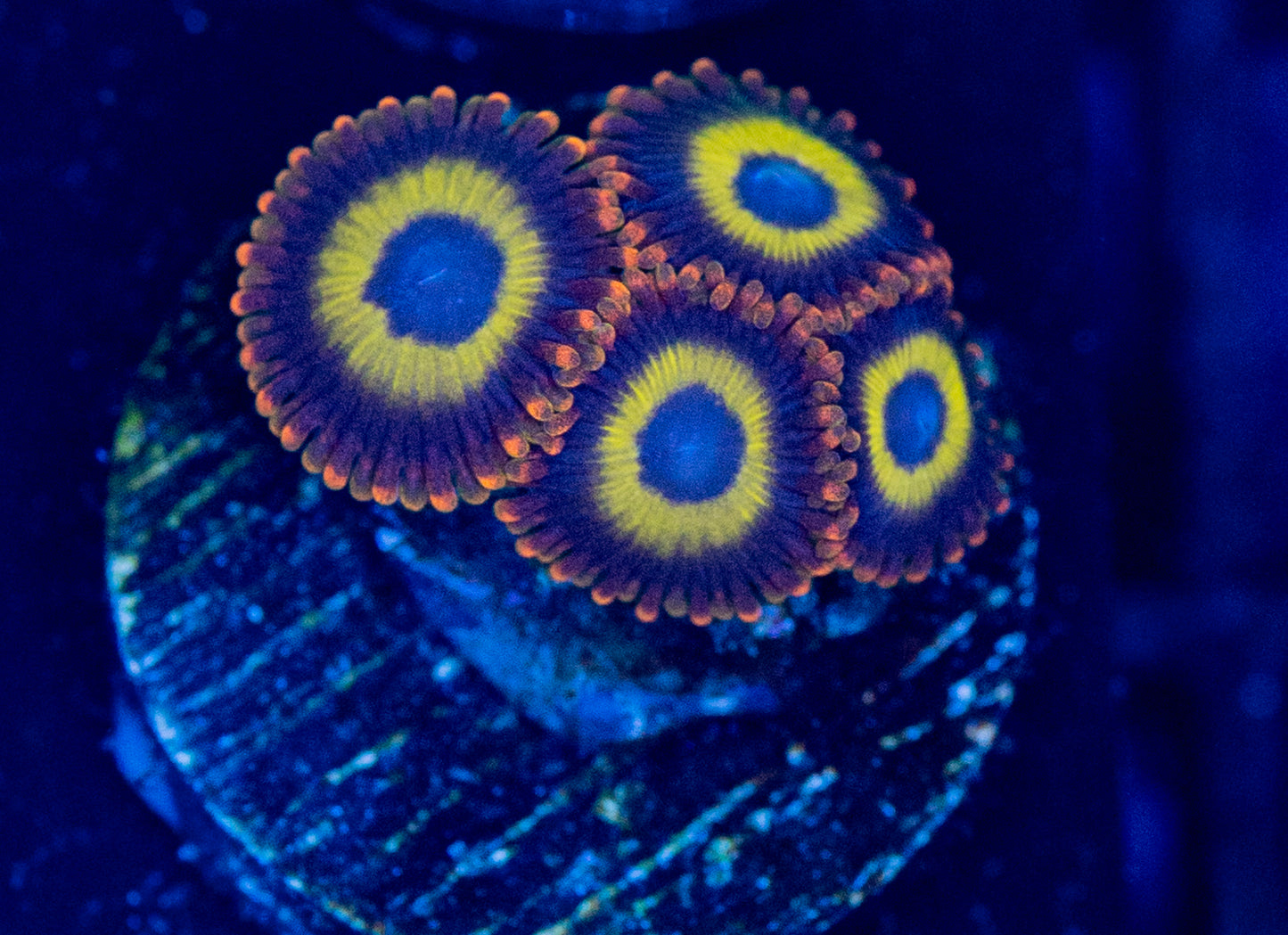 E72 BLONDIE ZOA