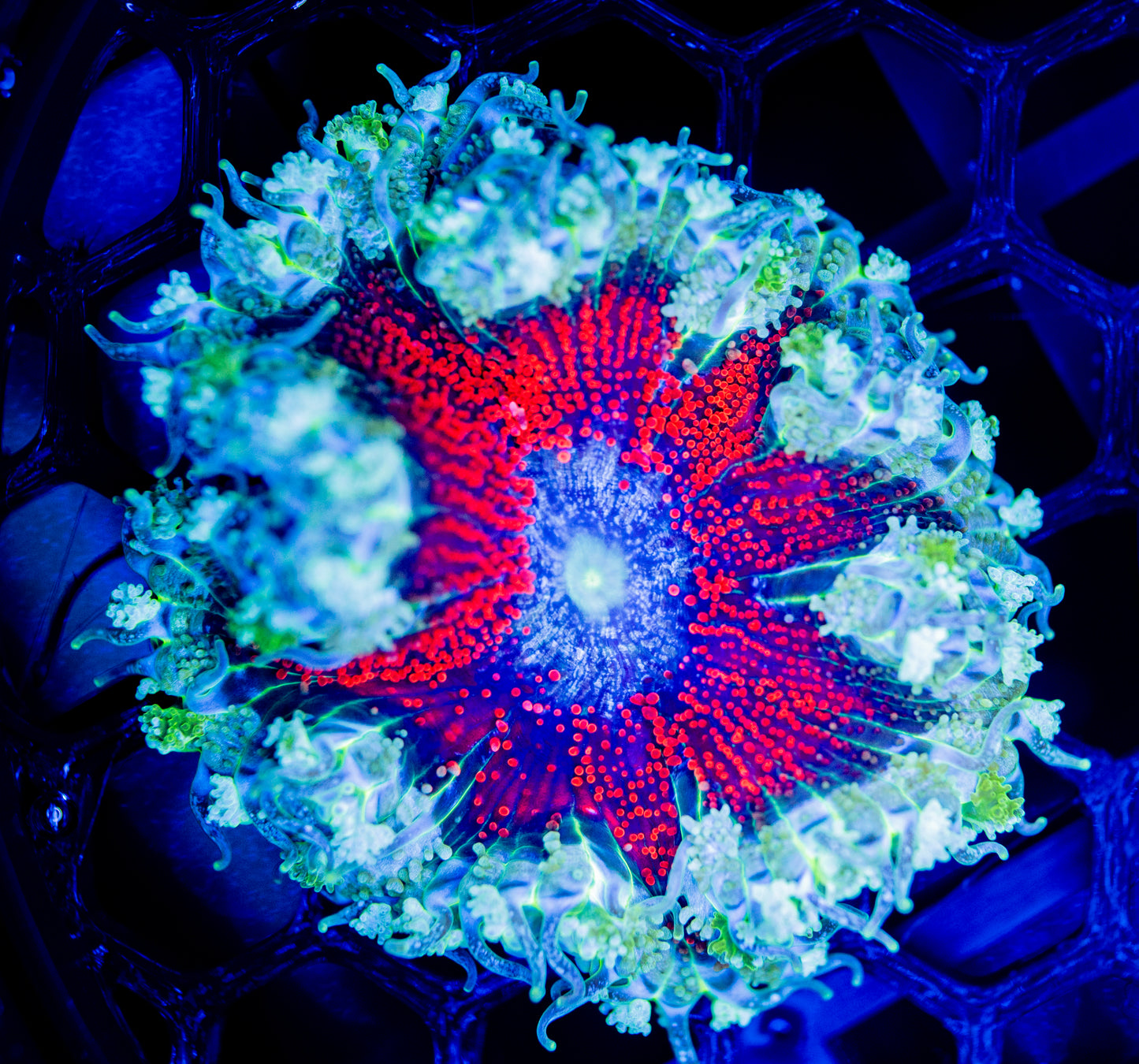 E75 ROCK FLOWER