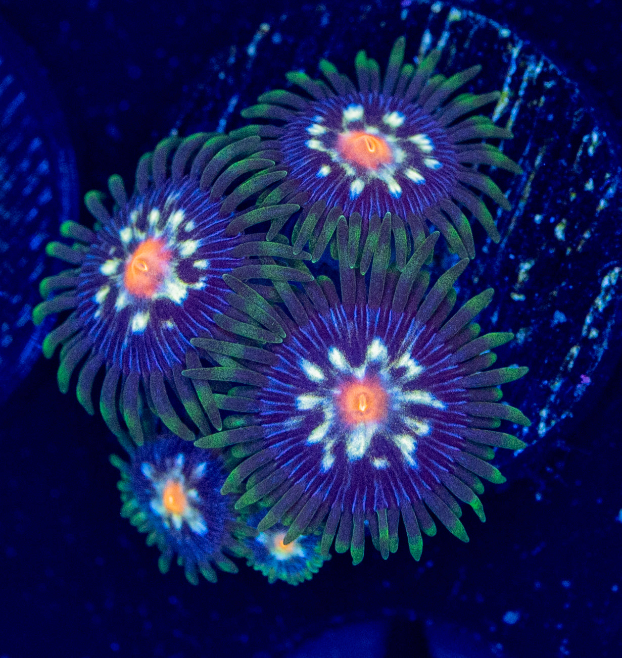 E77 ZOA