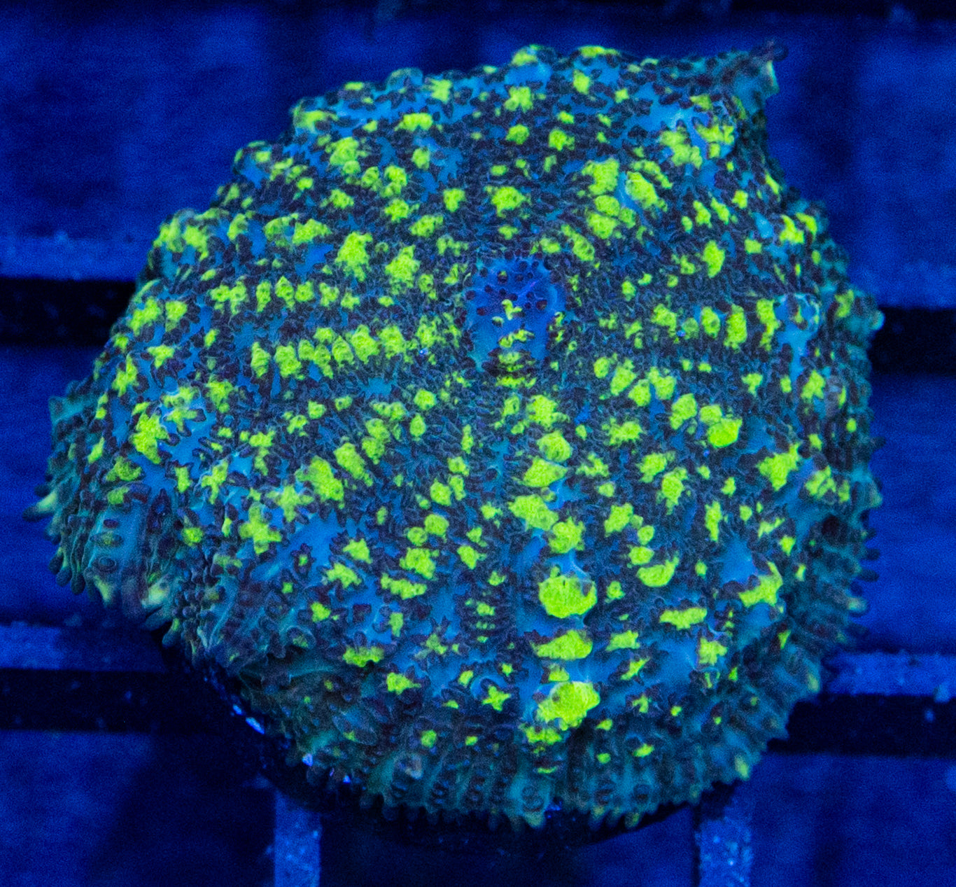 F04B URANIUM BOUNCE