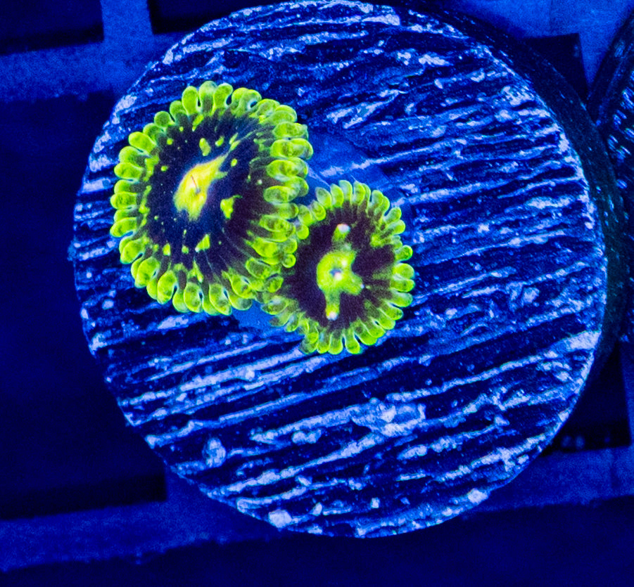 F08B EXOSPHERE ZOA